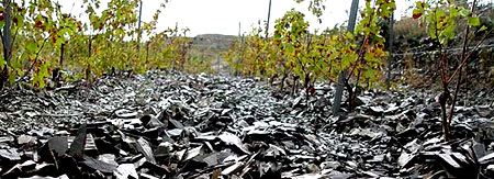 Vinos del Priorat llegan a Venezuela (Reseña)