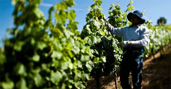Cifras del vino chileno en Guatemala
