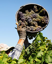 Cambios en la DOC Venezie